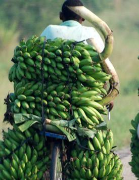 Youth Engagement in Agriculture in Uganda: Challenges and Prospects