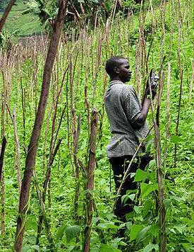 What factors determine membership to farmer groups in Uganda? Evidence from the Uganda Census of Agriculture 2008/9.
