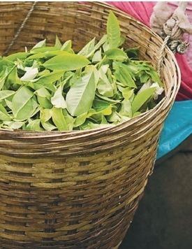 Uganda's Tea Sub-sector : A Comparative Review Of the Trends, Challenges And Coordination Failures